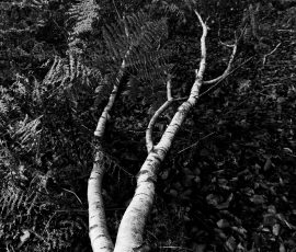 DSC_2742_DxO